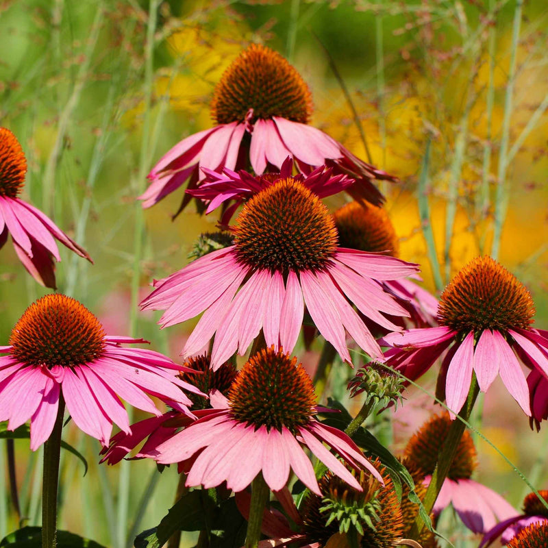 Échinacée purpurea bio en parties aériennes coupées de Plantes-et-Recettes, utilisée en infusion et teinture pour soutenir les défenses naturelles