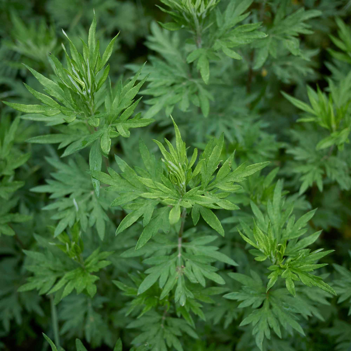 Feuilles séchées d’armoise commune, utilisées traditionnellement en infusion pour soutenir la digestion, le cycle féminin et la détente naturelle.