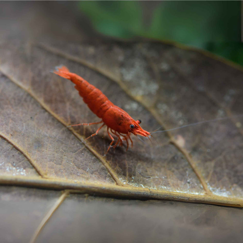Image d’un aquarium avec une crevette d'eau douce en train de manger une feuille naturelle.