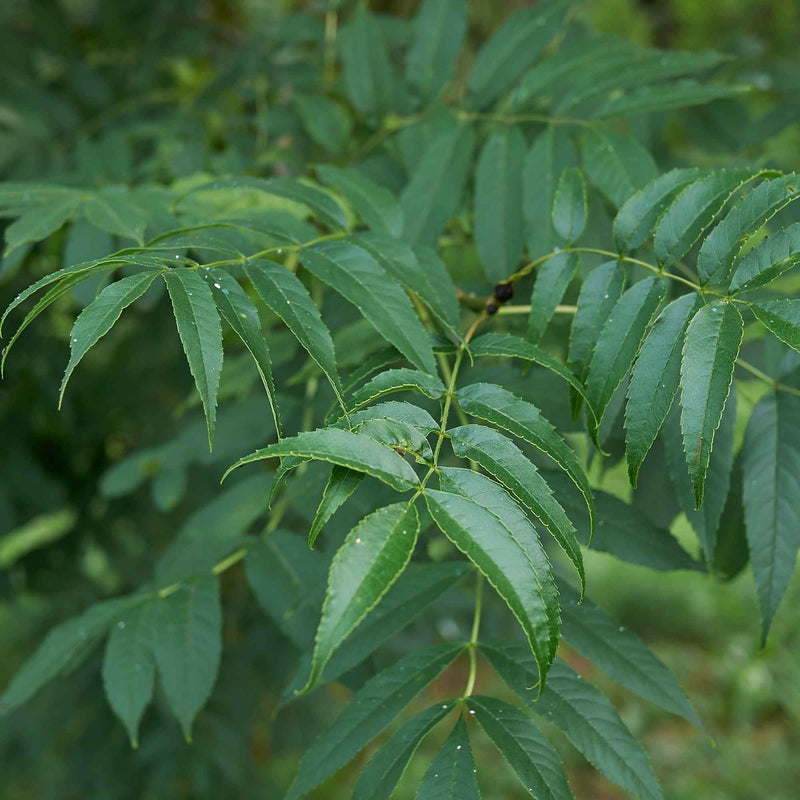 Feuilles de frêne bio séchées de Plantes-et-Recettes, utilisées traditionnellement en tisane pour le confort articulaire et le drainage naturel
