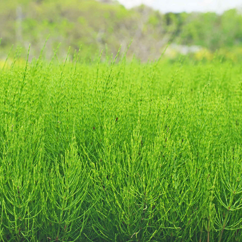 Prêle des champs bio séchée de Plantes-et-Recettes, traditionnellement utilisée en infusion ou décoction pour reminéraliser et renforcer articulations, cheveux et ongles