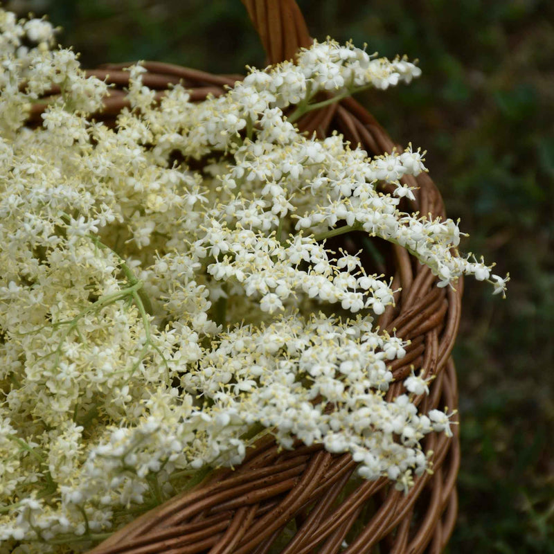 Fleurs et baies de sureau noir (Sambucus nigra) de Plantes-et-Recettes, utilisées en tisane, sirop ou confiture pour leurs usages traditionnels et culinaires
