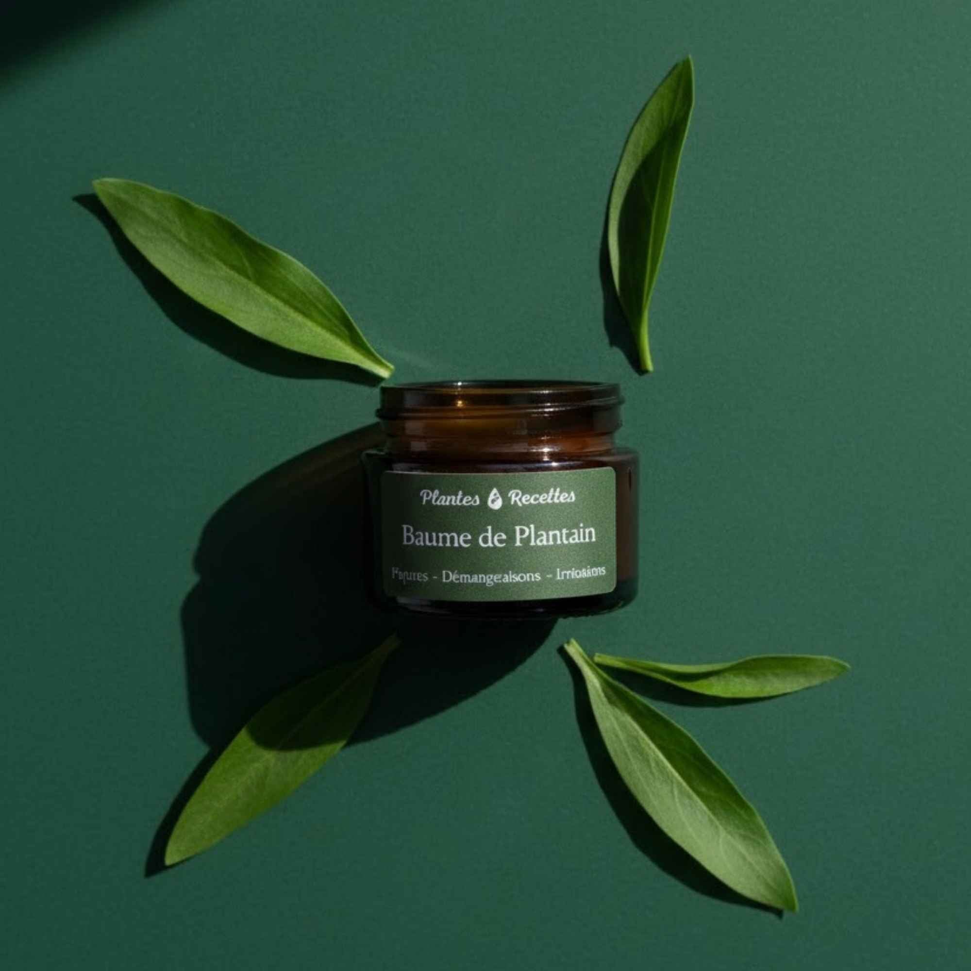 Baume de Plantain apaisant, idéal pour les piqûres, irritations et démangeaisons – Plantes & Recettes.