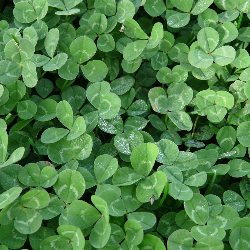 Gros plan de feuilles de trèfle sauvage, une des plantes comestibles riches en protéines.