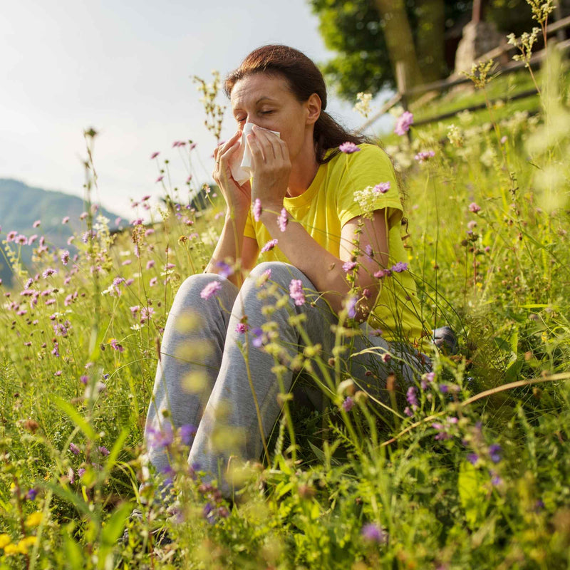 Plantes médicinales contre les allergies saisonnières au pollen – ortie, plantain, camomille, cassis, verge d’or