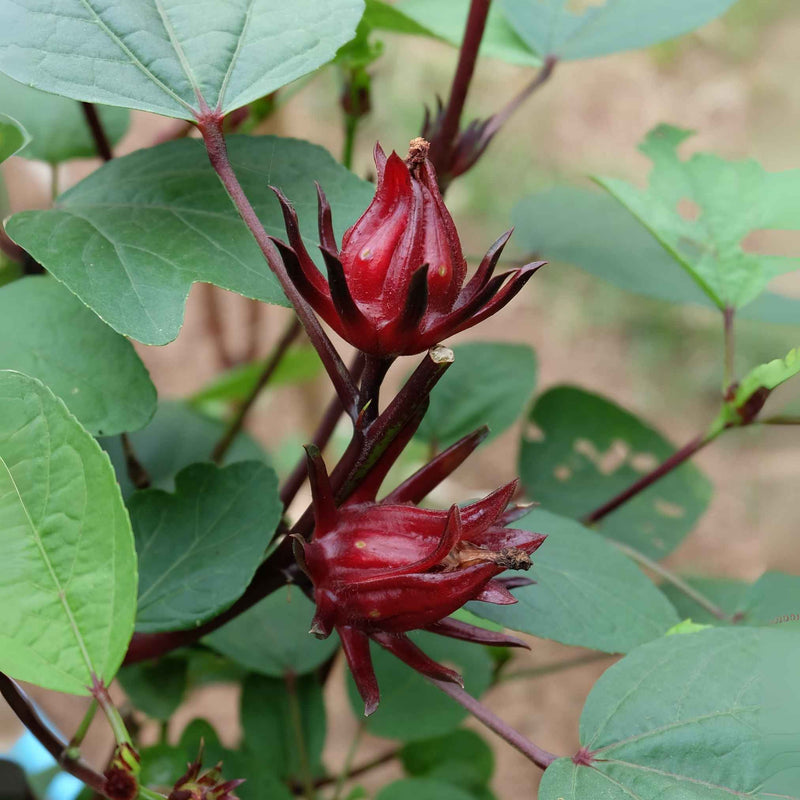 Photographie de calices d’hibiscus séchés, utilisés en herboristerie traditionnelle pour leurs propriétés toniques, digestives et rafraîchissantes.