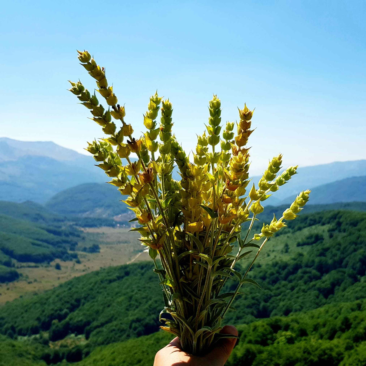 Plante médicinale crapaudine (Sideritis scardica) séchée, utilisée en infusion traditionnelle pour le bien-être digestif et la détente