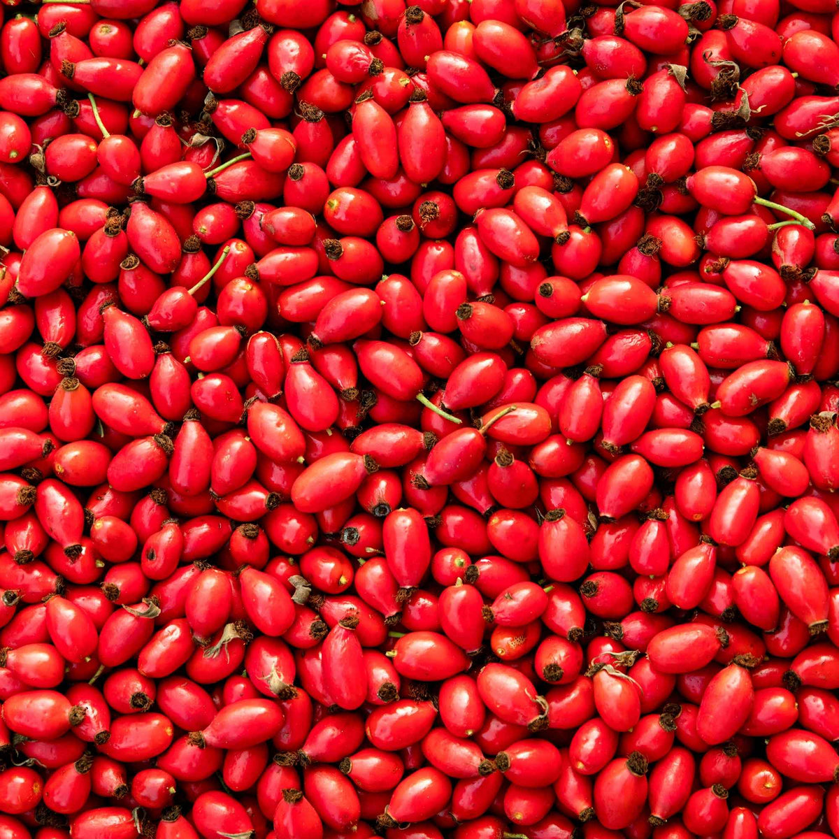 Fruits séchés de cynorrhodon (Rosa canina) bio de Plantes et Recettes, utilisés en tisane, sirop ou confiture pour profiter de leurs bienfaits traditionnels