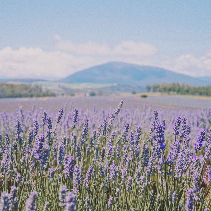 Un vaste champ de lavande en pleine floraison s’étend au pied des montagnes, sous un ciel bleu lumineux.