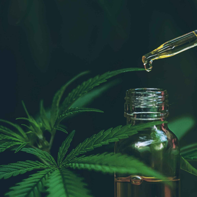 Feuilles de chanvre naturel séchées pour infusion – Plantes & Recettes