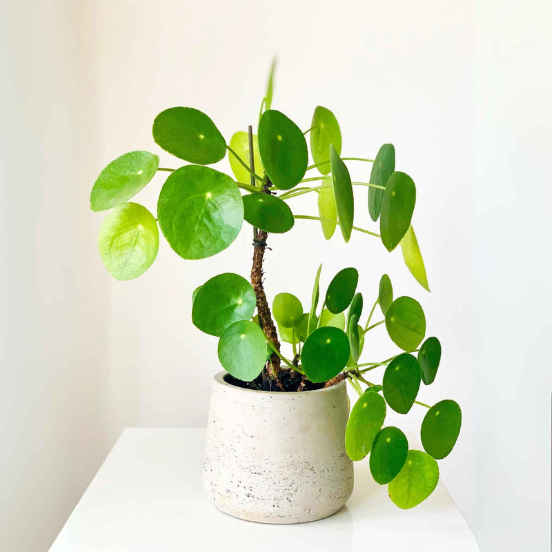 Gros plan sur un Pilea peperomioides : ses feuilles rondes emblématiques captent la lumière. Une plante décorative, facile à multiplier et sans danger pour les animaux.