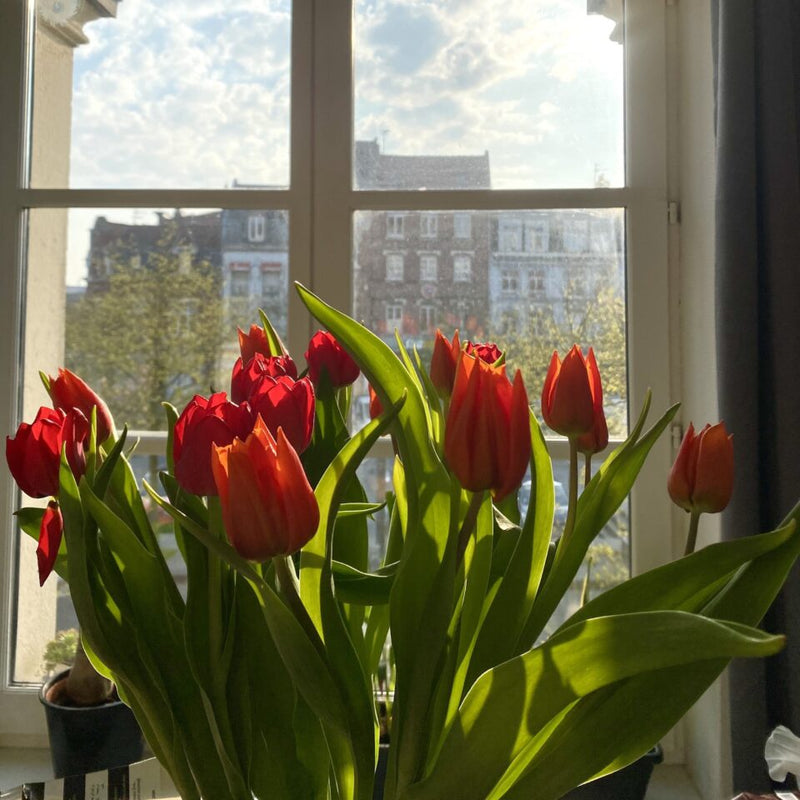 Chapitre 5 : Une matinée en fleurs
