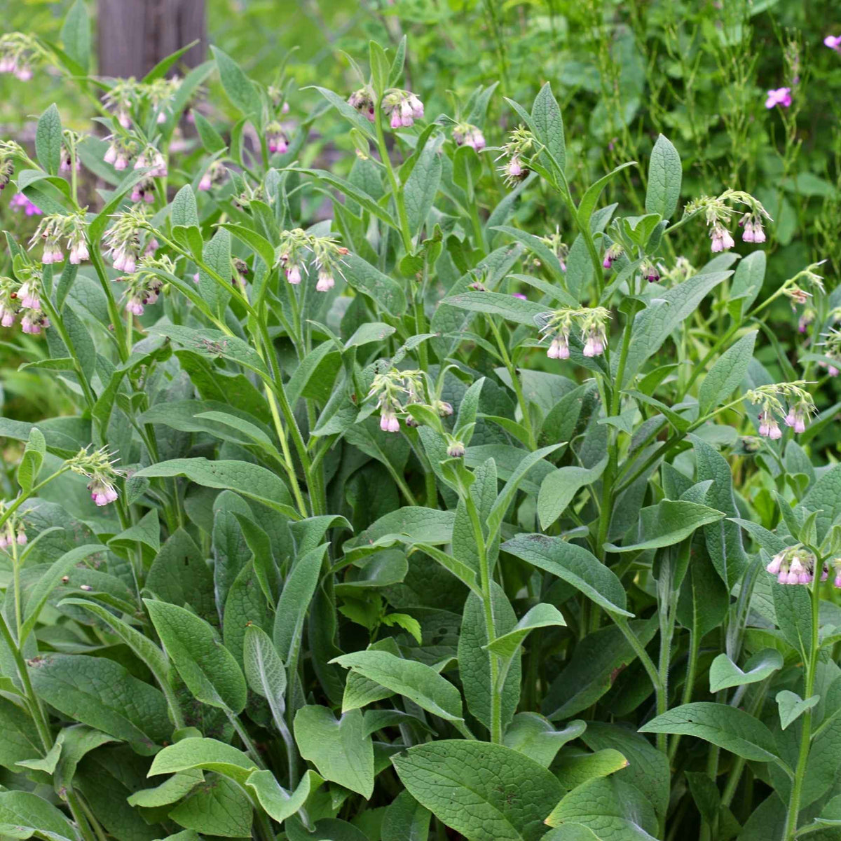 Consoude Officinale Symphytum Officinale Bienfaits Et Usages De Sa consoude-officinale-symphytum-officinale-bienfaits-et-usages-de-sa