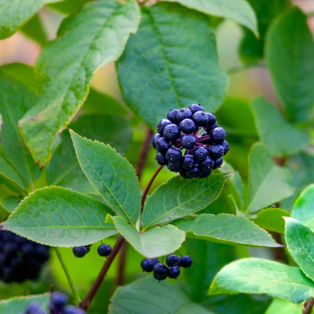 Racine de ginseng sibérien bio coupée, traditionnellement utilisée pour favoriser l’énergie physique, mentale et les défenses naturelles de l’organisme.