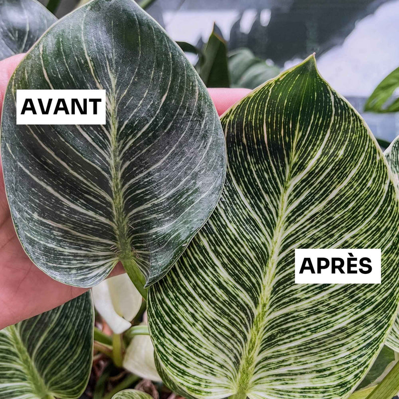 La recette de brume nettoyante maison pour plantes d’intérieur avec savon noir pour nettoyer et faire briller les feuilles naturellement