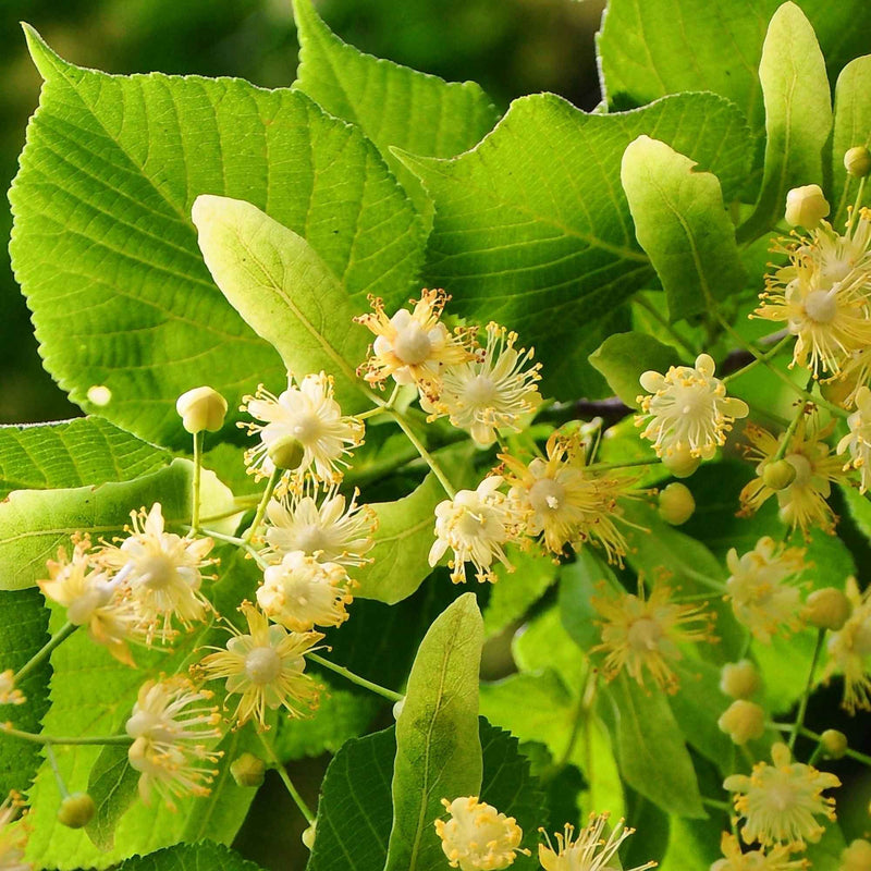 Bractées et fleurs de tilleul séchées pour tisane apaisante – Plantes & Recettes