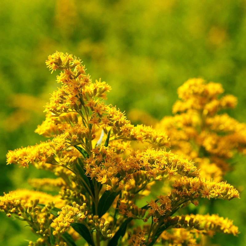 Plante médicinale verge d’or (Solidago virgaurea) en fleur, utilisée en phytothérapie pour le confort urinaire et les tisanes naturelles.