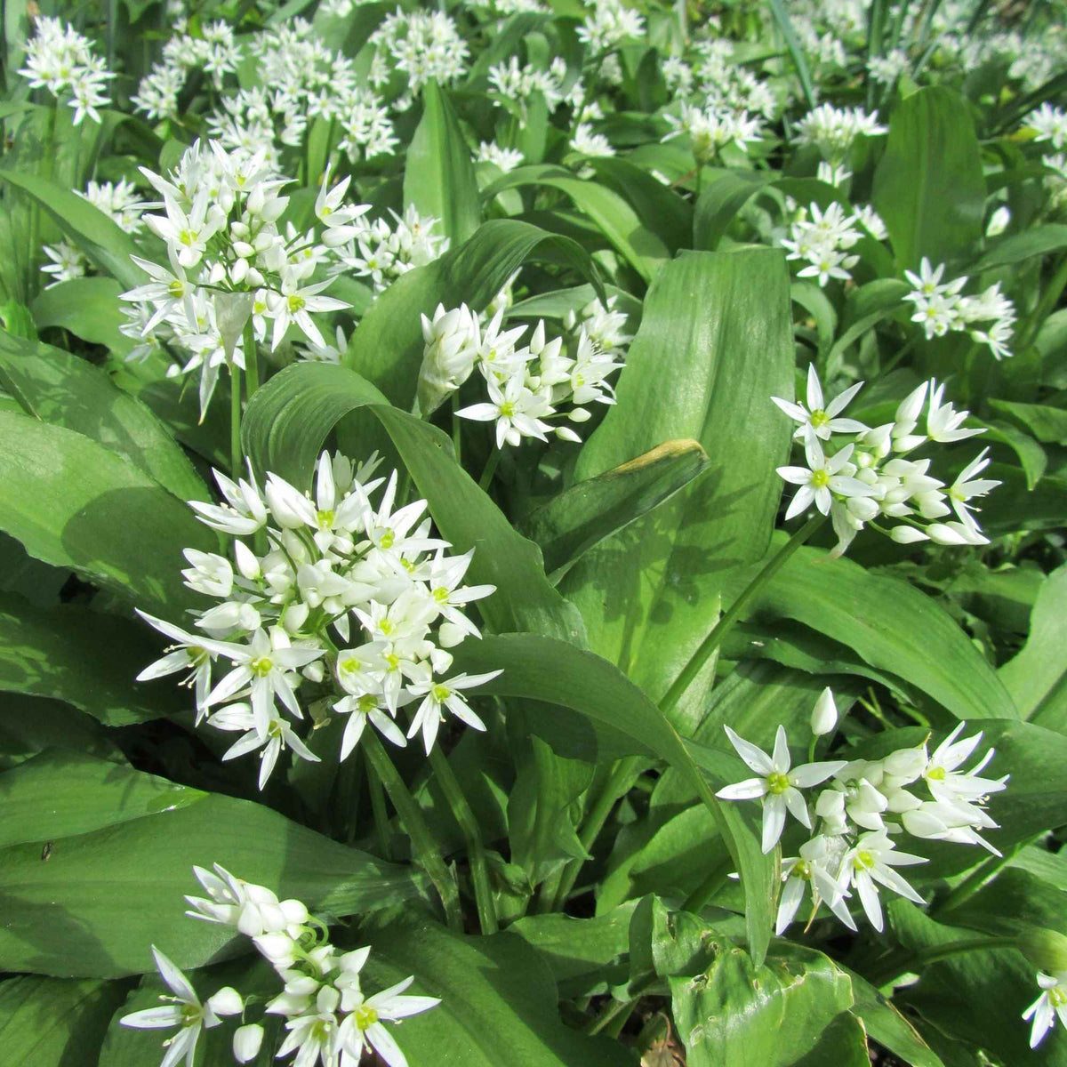 Feuilles séchées d’ail des ours pour cuisine et infusion – Plantes & Recettes