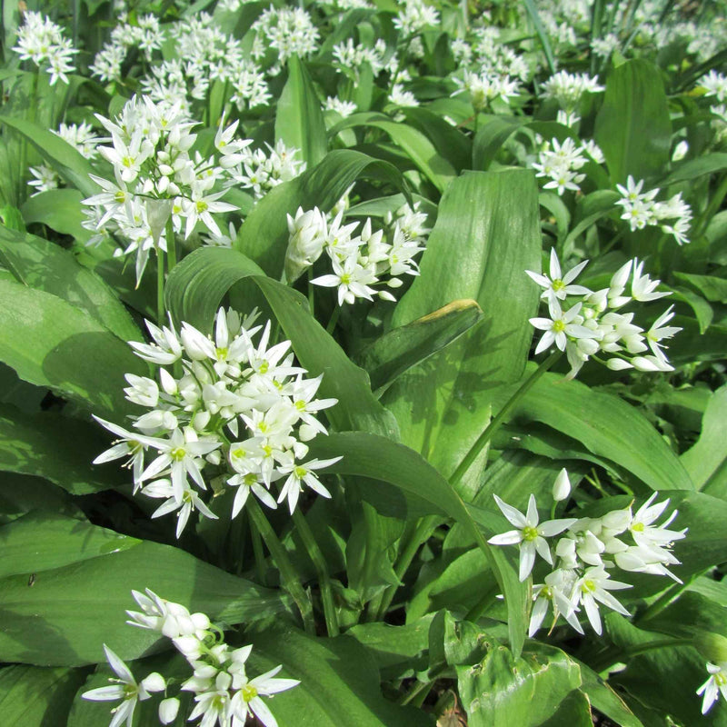 Feuilles séchées d’ail des ours pour cuisine et infusion – Plantes & Recettes