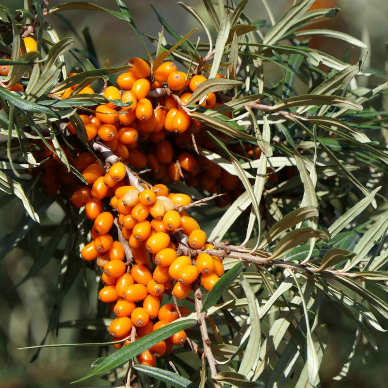 Baies d’argousier orange sur branches épineuses, plante médicinale riche en vitamine C