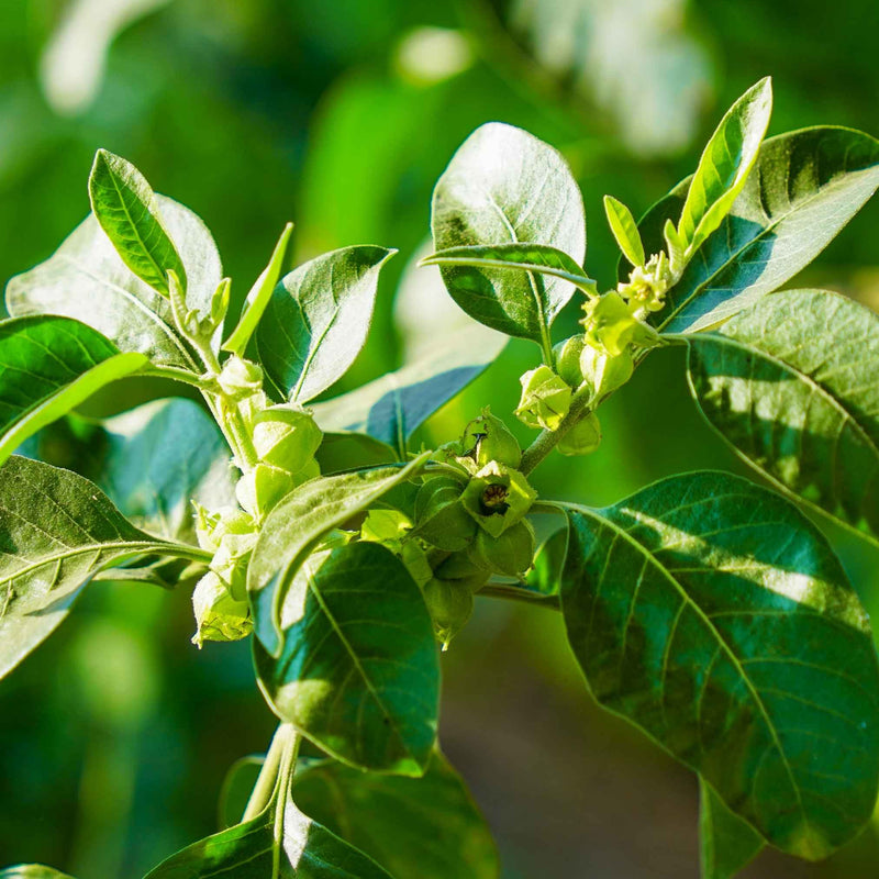 Racine d’Ashwagandha – Plante adaptogène utilisée en herboristerie pour la gestion du stress et de la fatigue