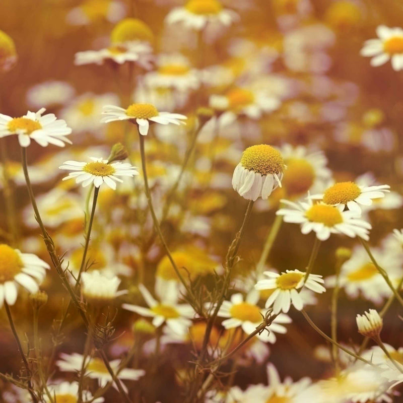 Fleurs séchées de camomille prêtes à infuser – Plantes & Recettes