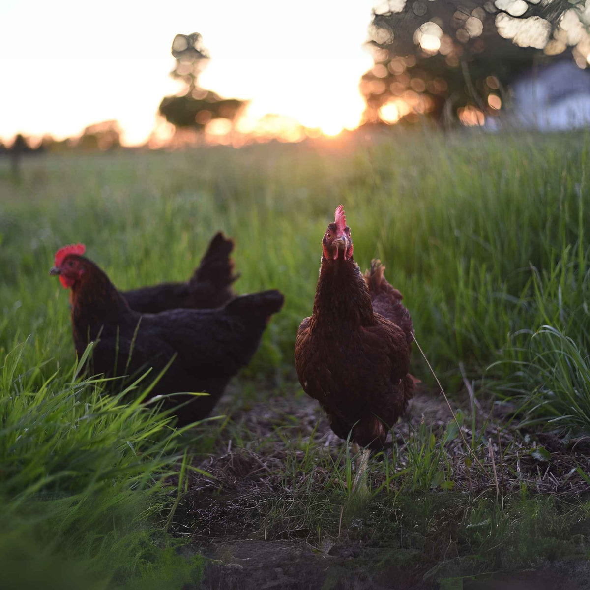 Poulailler en plein air avec plusieurs races de poules pondeuses, picorant dans l’herbe. Plantes & Recettes