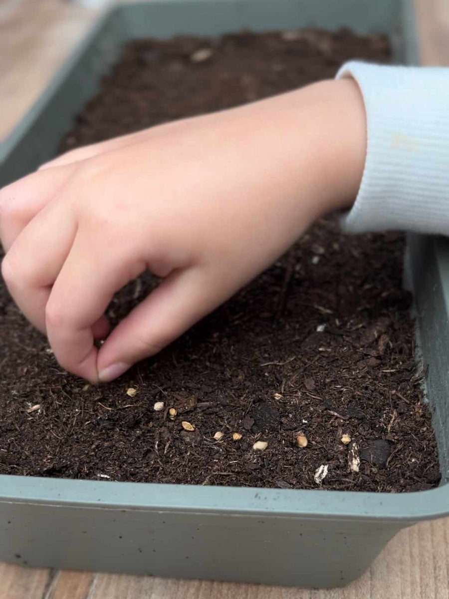 Faire ses premiers semis avec les enfants : guide simple pour débuter en douceur