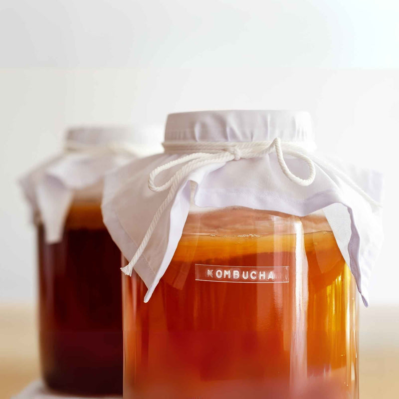 Deux bocaux en verre recouverts de tissu, contenant du kombucha en fermentation.