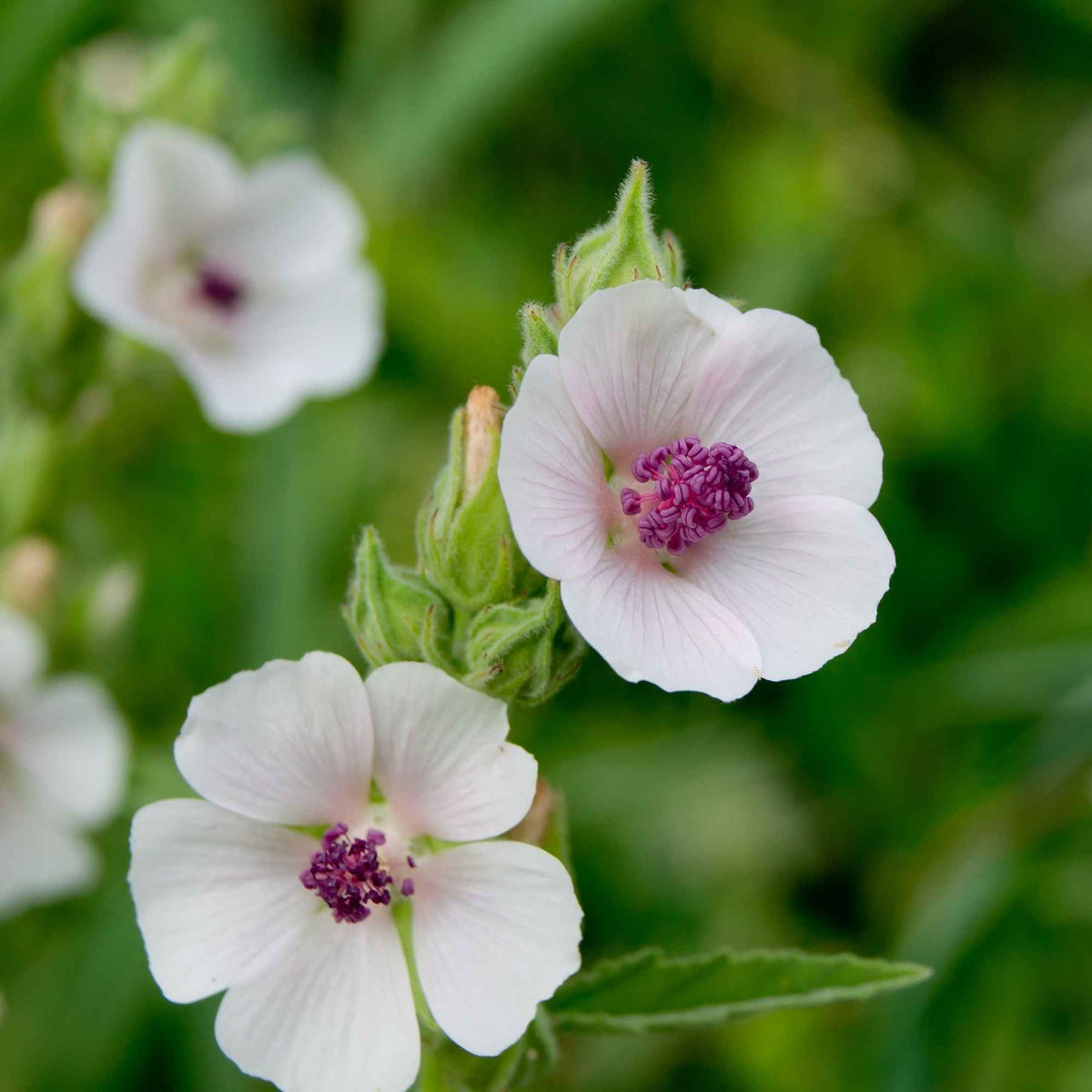 Racines coupées de guimauve pour infusion douce – Plantes & Recettes