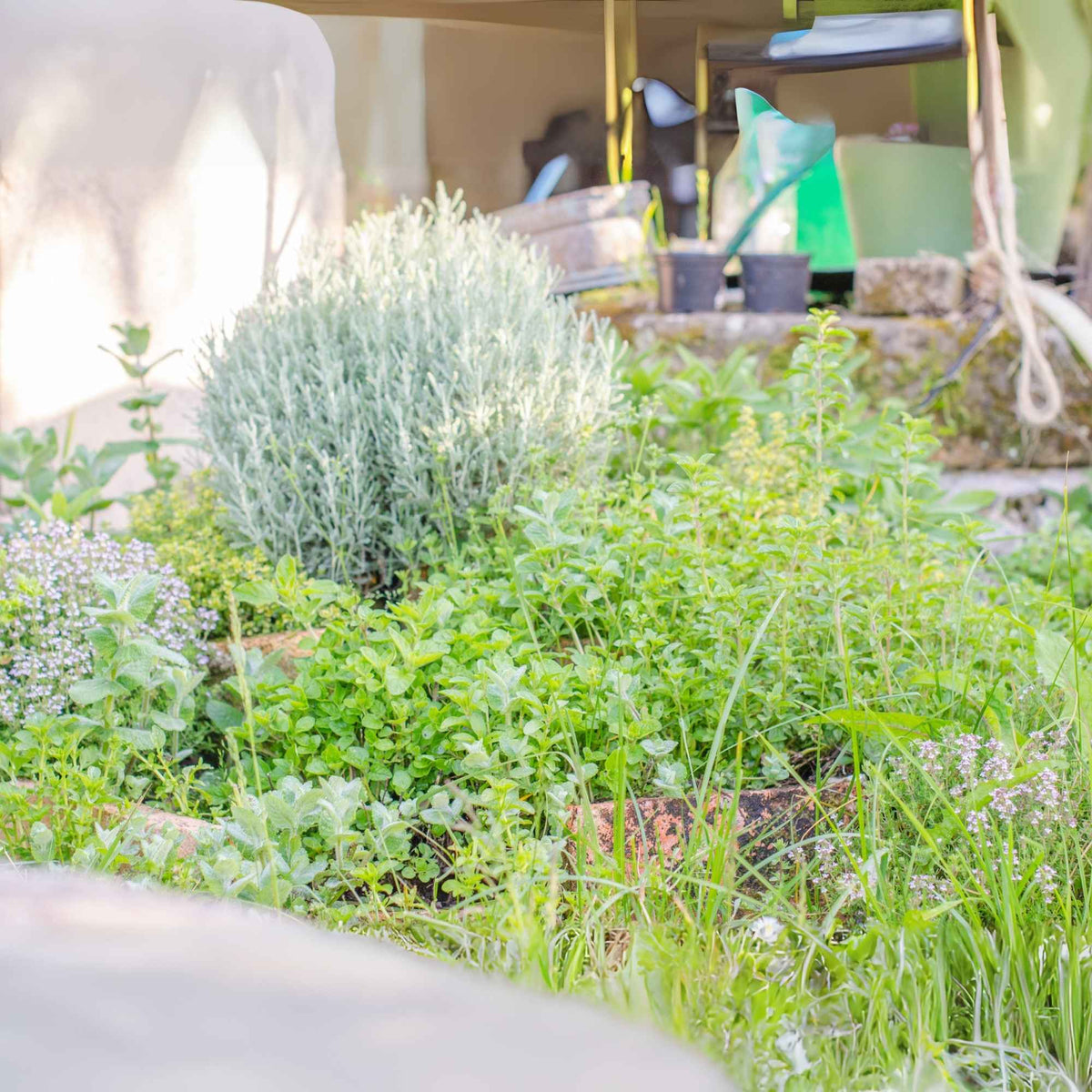 Jardin médiéval structuré avec des allées de plantes médicinales étiquetées comme la sauge, la camomille et la mélisse. Plantes & Recettes
