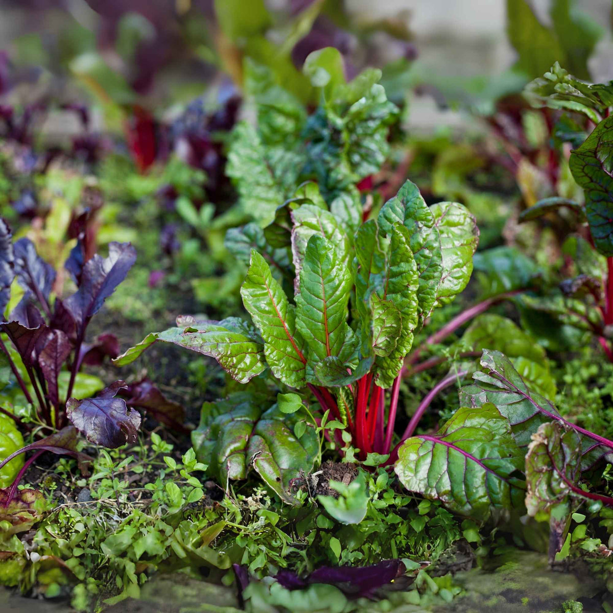 Carré potager avec poireaux perpétuels, oseille, livèche et autres légumes vivaces poussant côte à côte. Plantes et Recettes