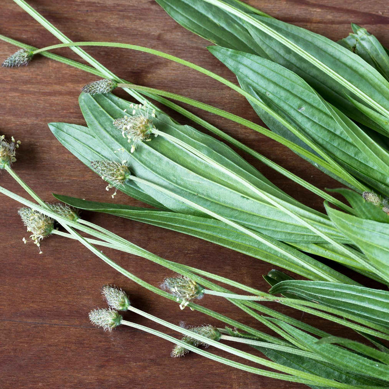 Pot de macérat huileux de plantain fait maison, posé sur une table en bois avec quelques feuilles séchées et une huile végétale à côté.