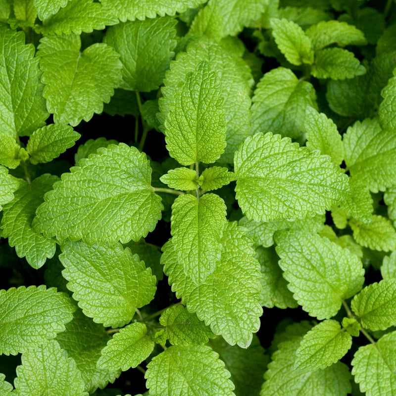 Feuilles séchées de mélisse officinale bio, à utiliser en infusion pour favoriser le calme et la digestion