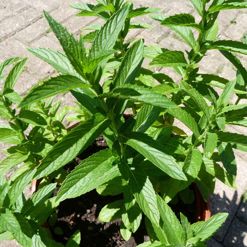 Feuilles de menthe poivrée séchées bio, à infuser pour faciliter la digestion et apporter une sensation de fraîcheur