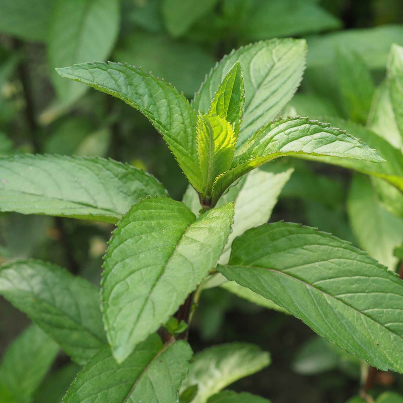 Feuilles de menthe poivrée séchées bio, à infuser pour faciliter la digestion et apporter une sensation de fraîcheur