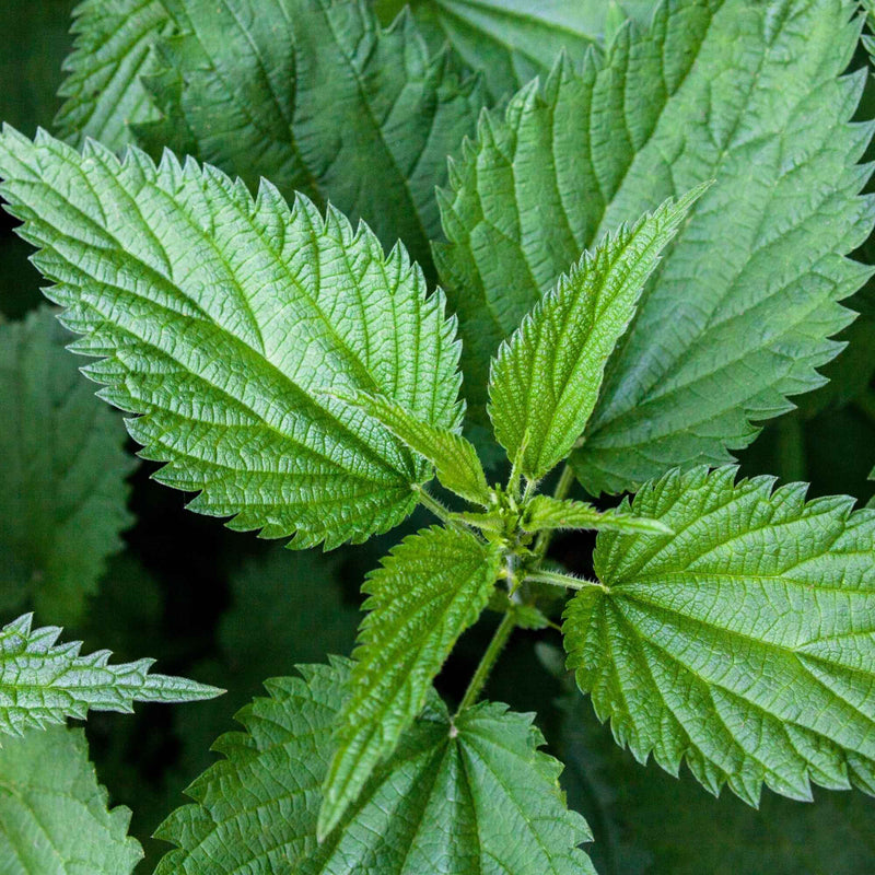 Feuilles d’ortie séchées pour infusion reminéralisante – Plantes & Recettes
