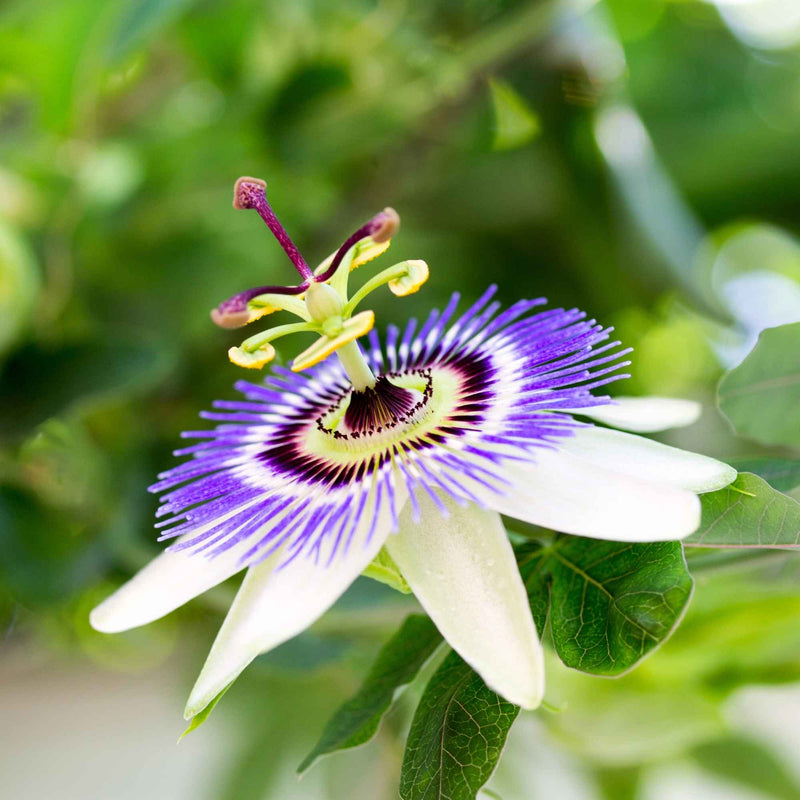 Feuilles de passiflore séchées pour infusion relaxante – Plantes & Recettes