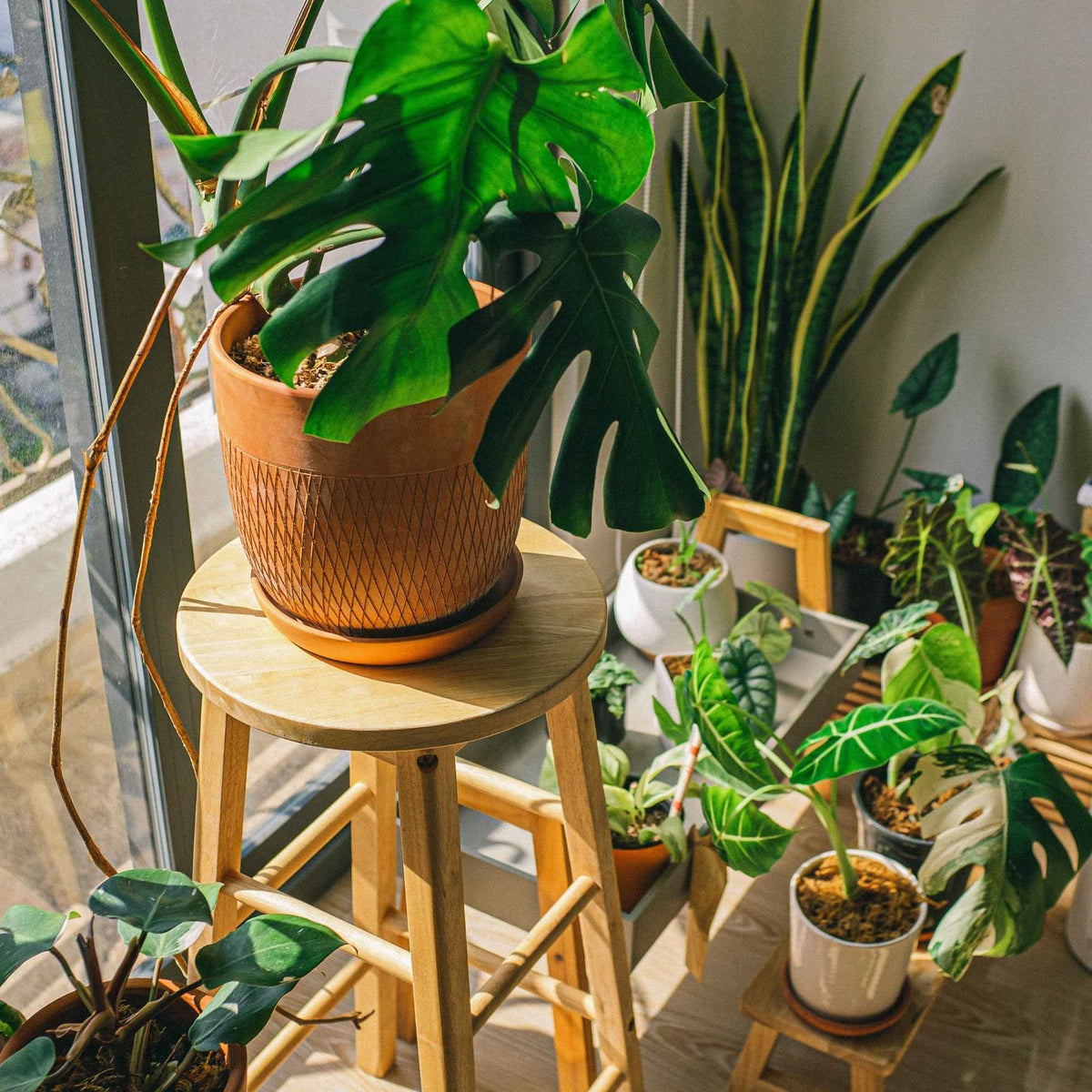 Salon lumineux décoré avec des plantes dépolluantes en pots, telles que le chlorophytum, le spathiphyllum et le ficus. Plantes et Recettes