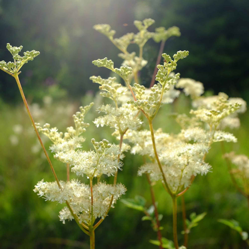 Sommités fleuries de reine des prés utilisées en herboristerie – Plantes & Recettes