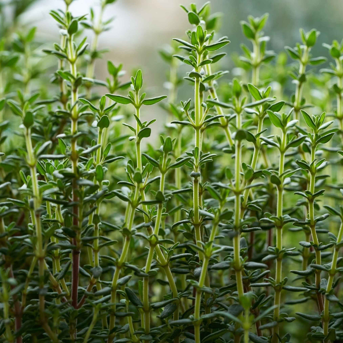 Brins frais de thym et de sarriette des montagnes posés sur un fond naturel, utilisés en herboristerie pour leurs propriétés aromatiques et médicinales.