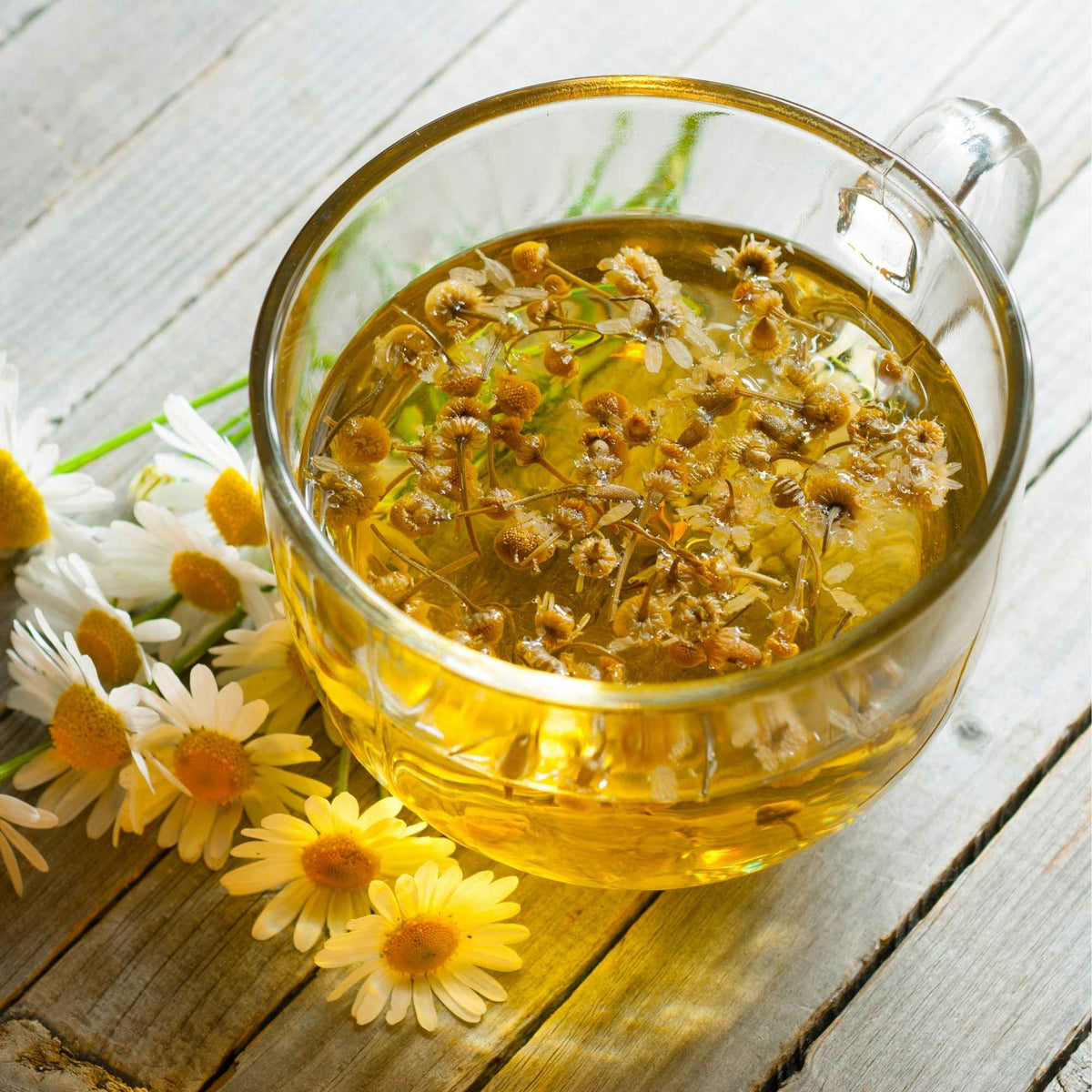 Tasse de tisane avec fleurs de camomille BIO  – infusion maison douce et efficace.