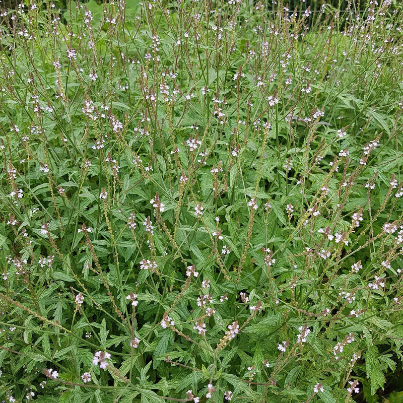 Plante de verveine officinale en fleurs, utilisée en herboristerie pour les tisanes relaxantes et digestives.
