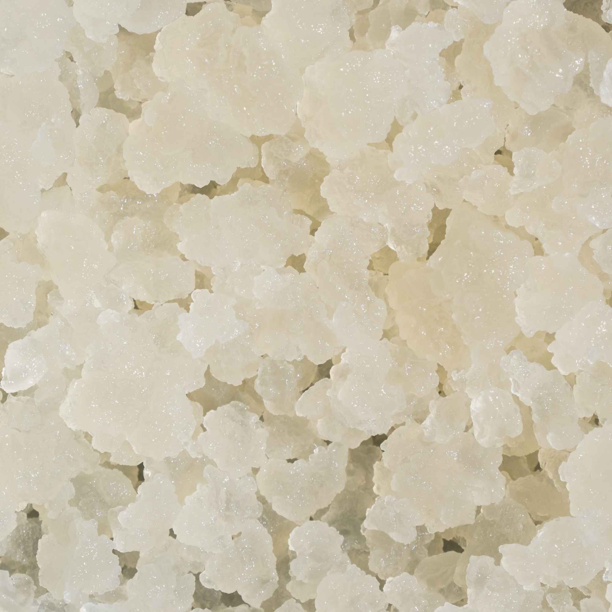 Grains de kéfir de fruits frais prêts à l'emploi pour préparer du kéfir de fruits maison