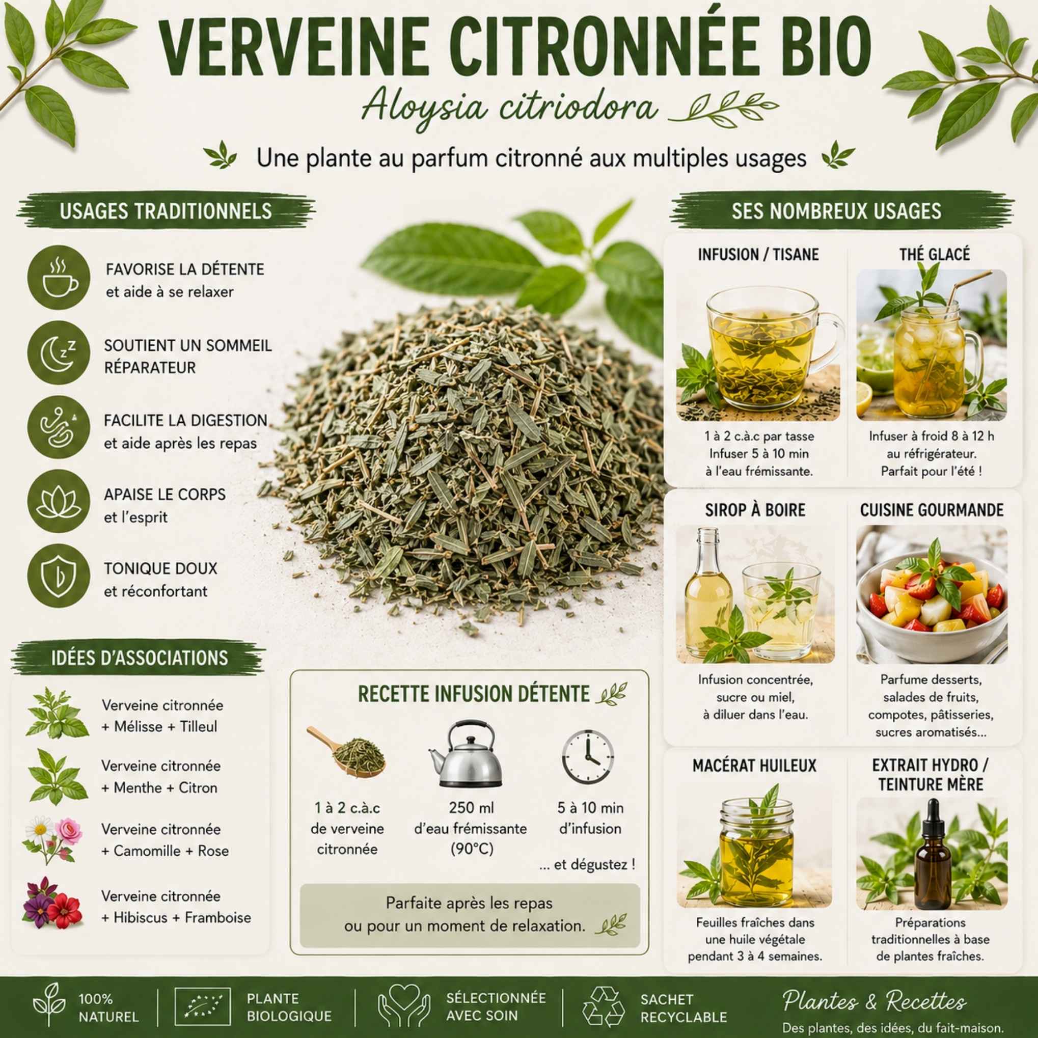Infographie sur la verveine citronnée bio (Aloysia citriodora) présentant ses usages traditionnels, la préparation en infusion, le thé glacé, les sirops, la cuisine, les macérats huileux, les extraits de plantes et des idées d'associations.