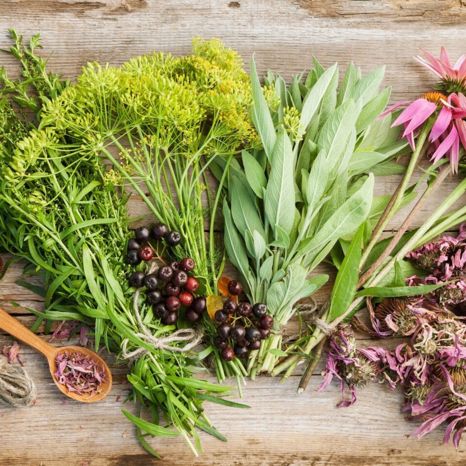 Blog Plantes & Recettes – articles autour de l’herboristerie, des recettes naturelles, du DIY et de la vie avec les plantes