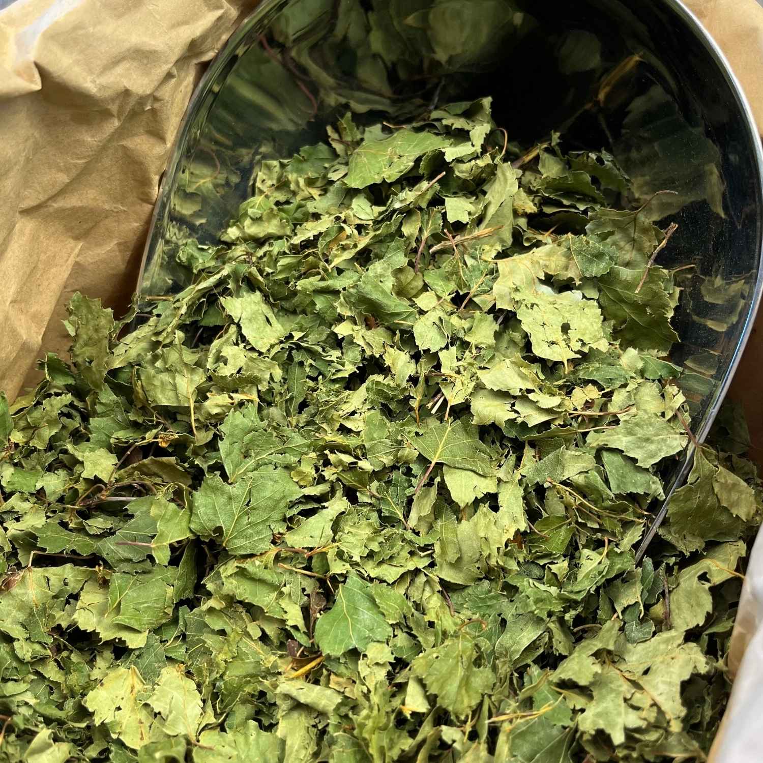 Photo de bouleau  feuilles bio séchée vendue par Plantes & Recettes, spécialisée en plantes médicinales de qualité.