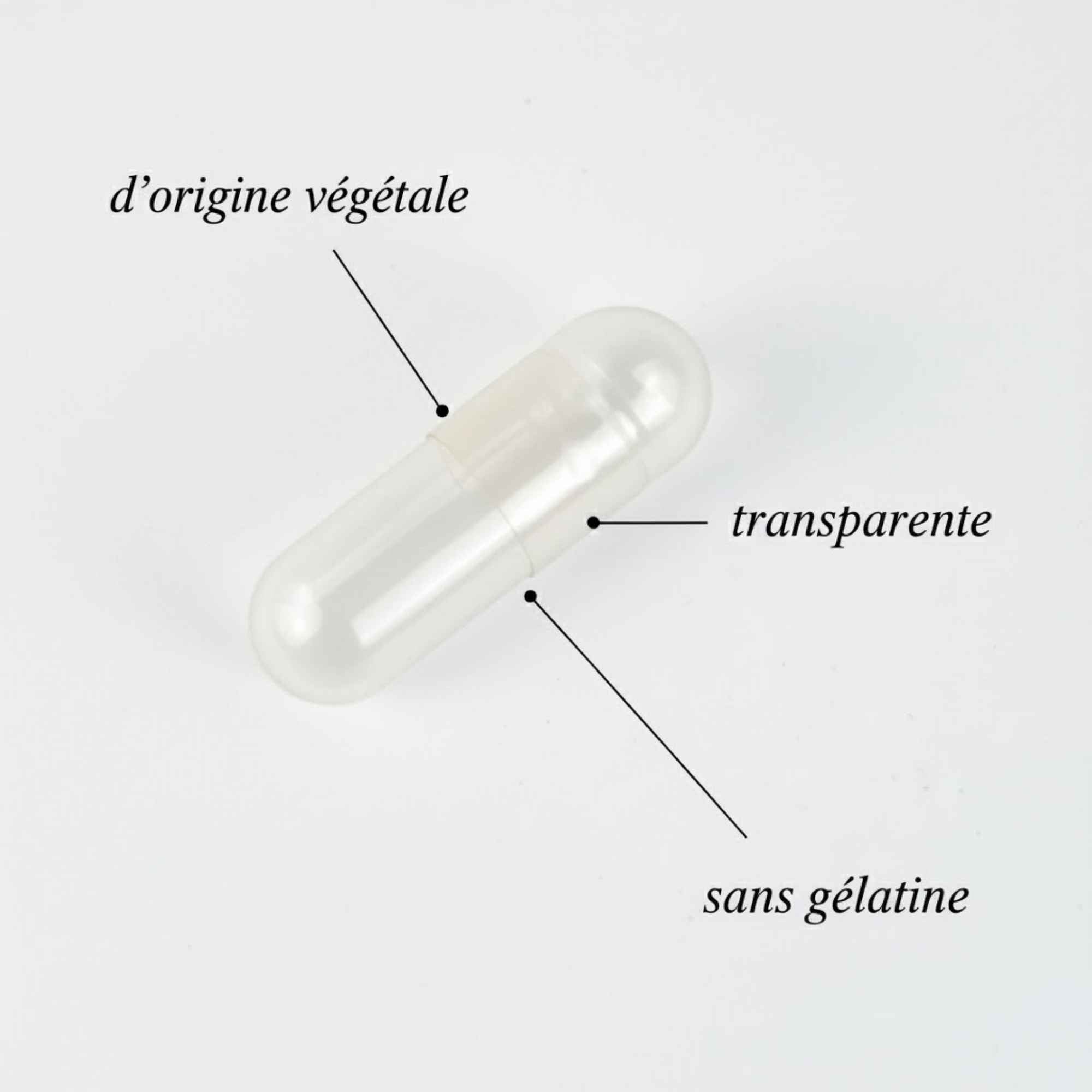 Poudres de plantes bio et gélules végétales Plantes & Recettes prêtes à l’emploi, pour créer vos formules naturelles personnalisées.
