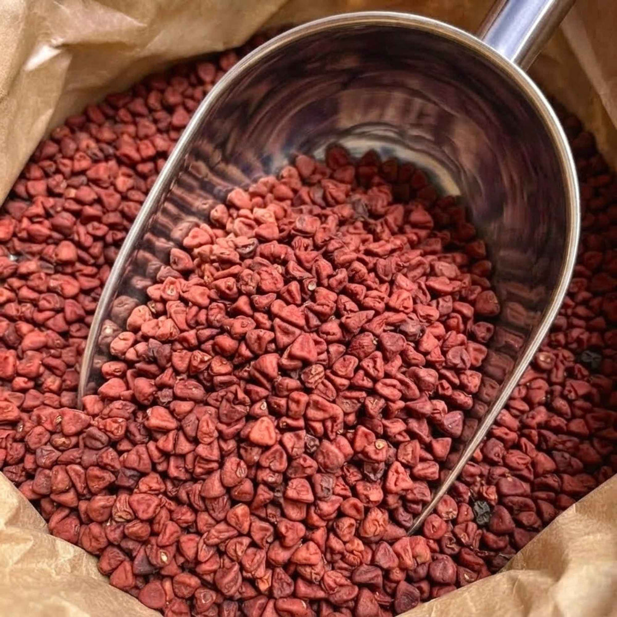 Graines d’annatto entières, aussi appelées achiote, pour colorer les recettes de cuisine et cosmétiques maison.