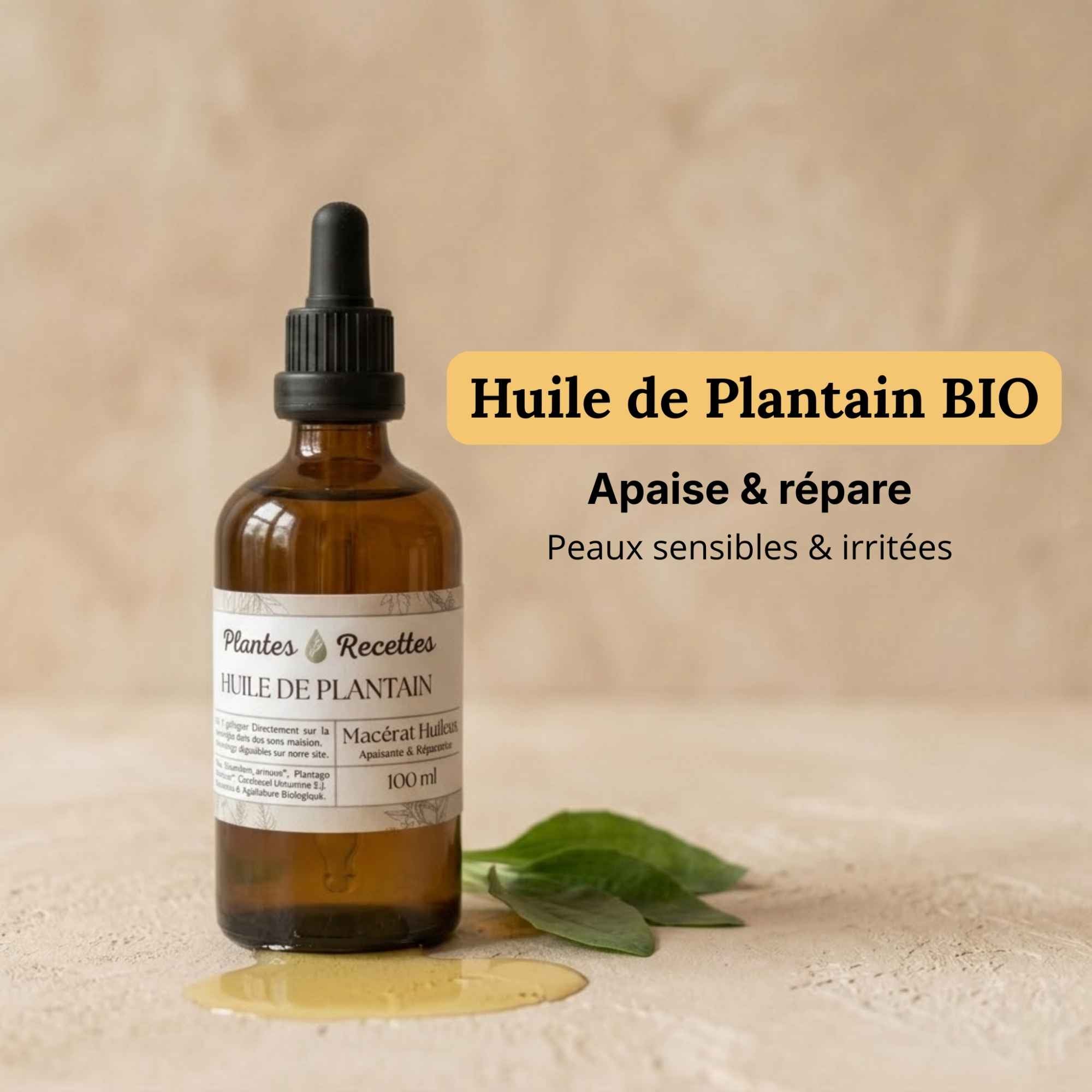 Huile de plantain naturelle en flacon verre, préparation utilisée en soin cutané du quotidien